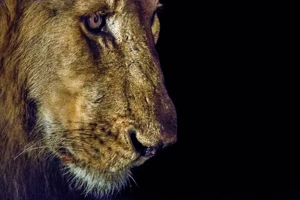 在黑暗中在克鲁格国家公园南非狮子. — 图库照片