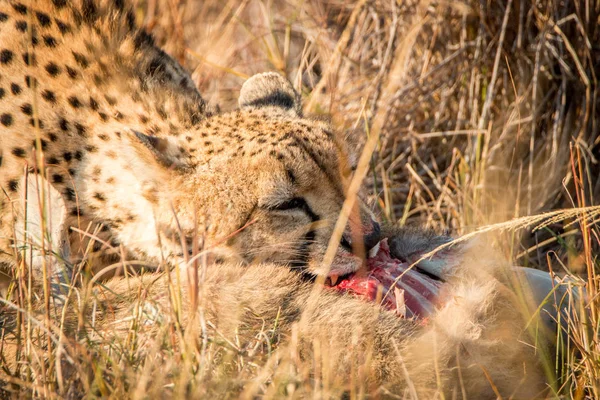 Gepárd a Kruger Nemzeti Parkban, Dél-Afrikában. — Stock Fotó