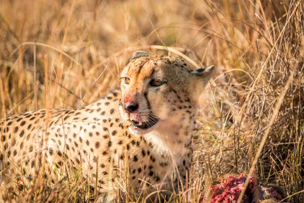 Gepard v národním parku Kruger, Jihoafrická republika. — Stock fotografie