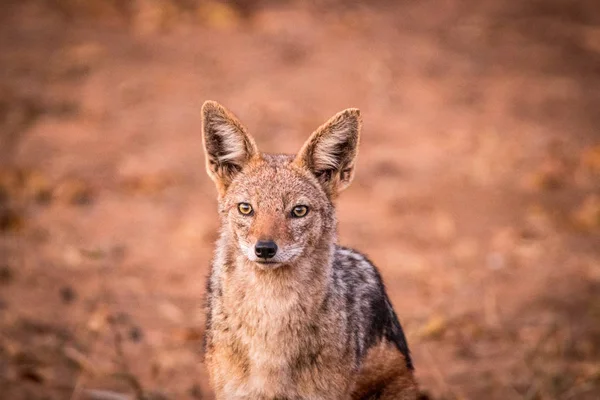 kara sırtlı çakal, kruger national park, Güney Afrika.