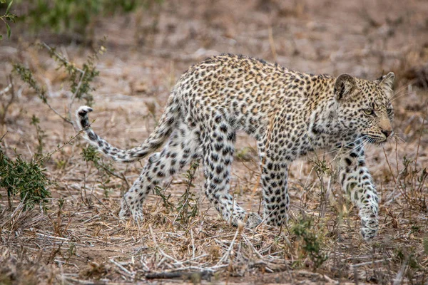 Kruger National Park, Güney Afrika içinde yürüyüş leopar. — Stok fotoğraf