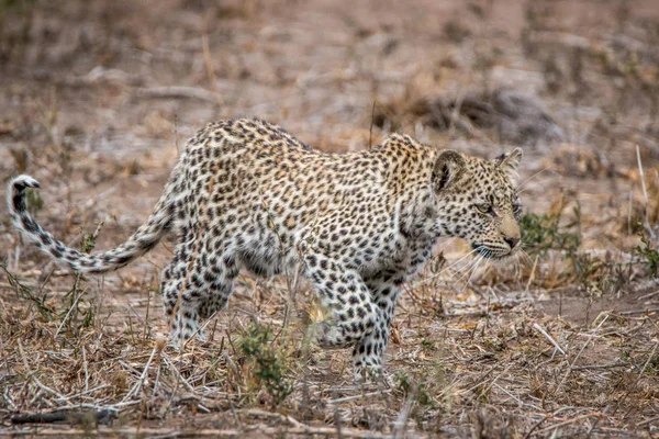 Λεοπάρδαλη περπάτημα σε το Kruger National Park, Νότια Αφρική. — Φωτογραφία Αρχείου