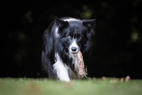 Fronteira Collie comer um osso . — Fotografia de Stock