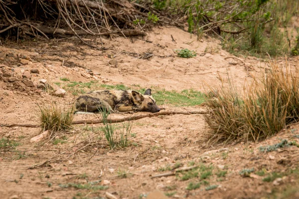 Africký divoký dogs v Kruger National Park, Jihoafrická republika. — Stock fotografie