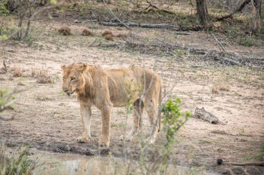 Aslan Kruger National Park, Güney Afrika içinde içme.