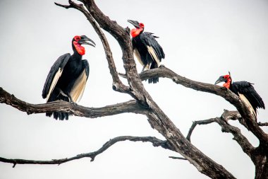 Güney kara Kartallar Kruger National Park, Güney Afri