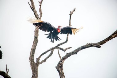 Güney kara Kartallar Kruger National Park, Güney Afri