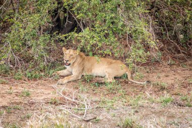 Dişi aslan Kruger National Park, Güney Afrika içinde dinlenme.