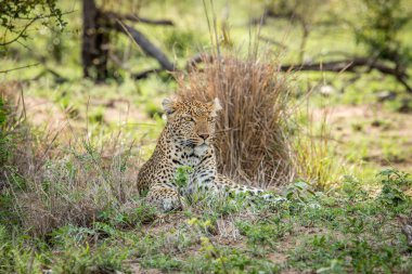 Leopar Kruger National Park, Güney Afrika için yıldızı.