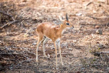 Steenbok Kruger National Park, Güney Afrika için yıldızı.