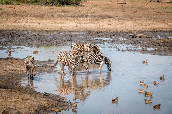 Verlijmen van Zebra in het Kruger Nationaal Park, Zuid-Afrika. — Stockfoto