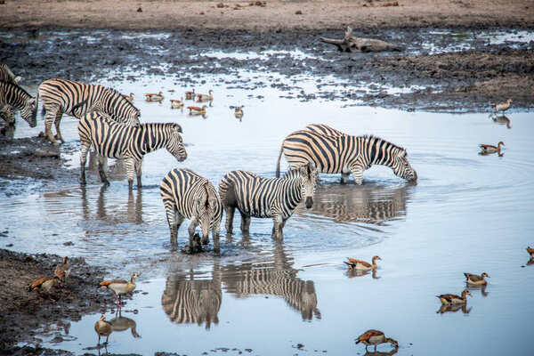 Zebras enjoying the water in the Kruger National Park, South Africa.