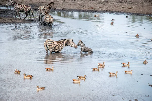 Kötés a Zebra, a Kruger Nemzeti Park, Dél-afrikai Köztársaság. — Stock Fotó