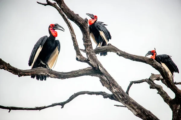 Southern ground hornbill in the Kruger National Park, South Afri — Stock Photo, Image