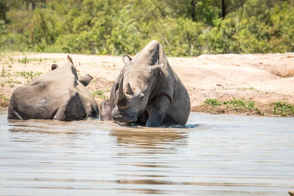 Beyaz rhino Kruger National Park, Güney Afrika için soğutma. — Stok fotoğraf