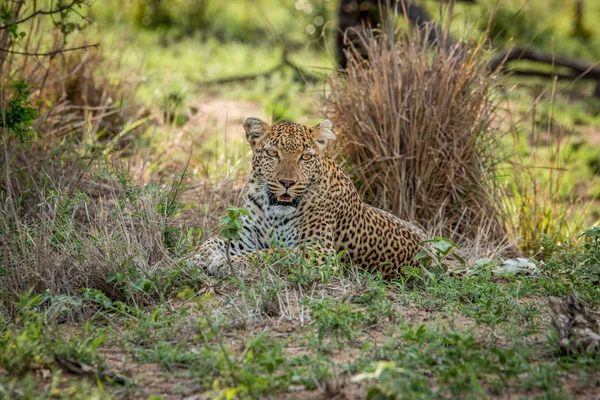 Con Leopard nel Parco Nazionale di Kruger, Sud Africa . — Foto Stock