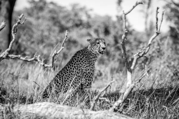 Stunning Cheetah in the Kruger National Park, South Africa. — Stock Photo, Image