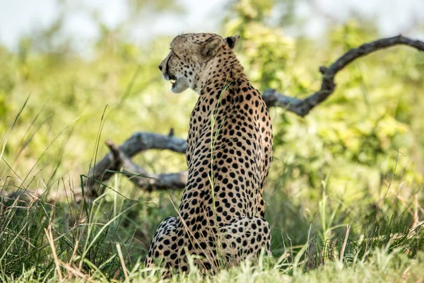 Side profile of a Cheetah in the Kruger National Park, South Afr