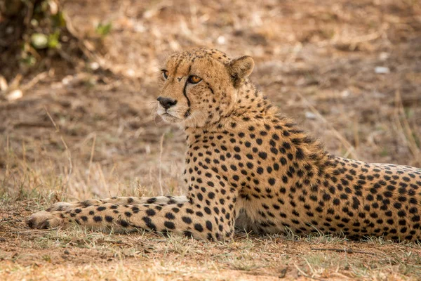 Con Cheetah nel Kruger National Park, Sud Africa . — Foto Stock