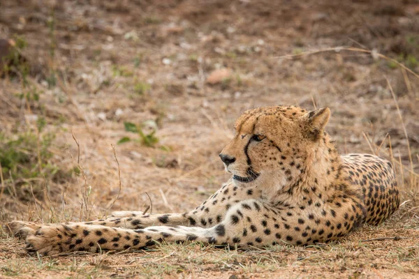 Mit Geparden im Kruger Nationalpark, Südafrika. — Stockfoto