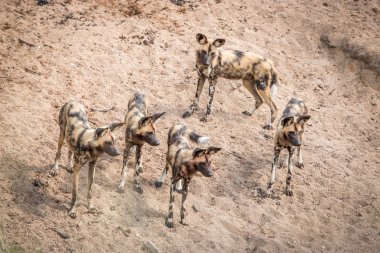 Kruger National Park, Güney Afr Afrika vahşi köpek sürüsü