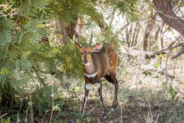 Starring Bushbuck in the Kruger National Park, South Africa. clipart