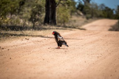 Kruger National Park, Güney Afrika içinde yemek Bateleur.