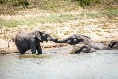 Oynak filler içinde Kruger National Park, Güney Afrika.