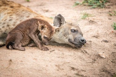 Benekli sırtlan Kruger National Park, Güney Afrika için bağ.