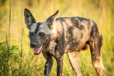 Afrika yaban köpeği Kruger National Park, Güney Afr yıldızı