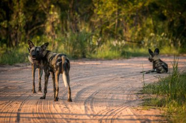 Afrika Vahşi köpekler Kruger National Park, Güney Afr dinlenme