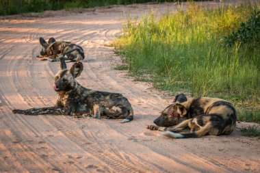 Afrika yaban köpeği Kruger National Park, Güney Afri dinlenme