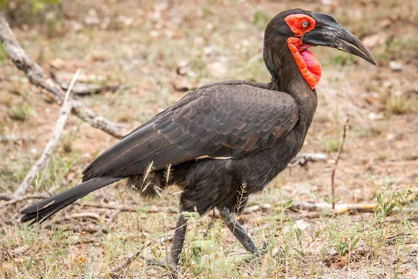 Södra ground hornbill i Kruger National Park, södra Afri — Stockfoto