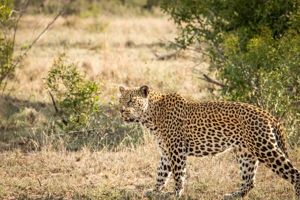 Főszerepben a Leopard-ban a Kruger Nemzeti Park, Dél-afrikai Köztársaság. — Stock Fotó