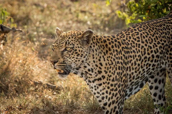 Avec Léopard dans le parc national Kruger, Afrique du Sud . — Photo