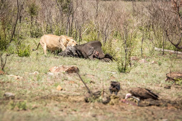 Lev, jíst v Kruger National Park, Jihoafrická republika. — Stock fotografie