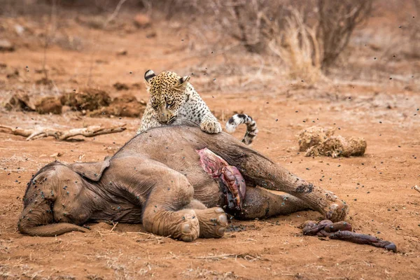 Fütterung von Leoparden im Kruger Nationalpark, Südafrika. — Stockfoto