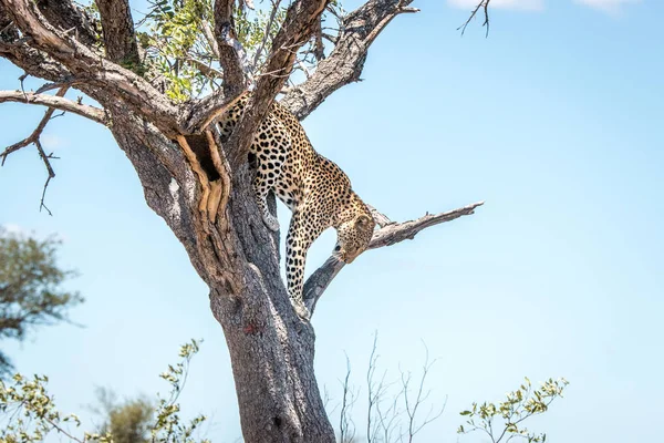 Leopardo en el árbol en el Kruger Leopardo bajando de un tre — Foto de Stock