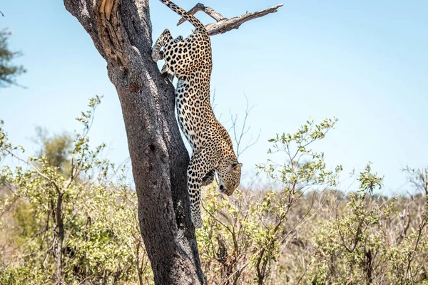 Leopar Kruger National Park, Güney Afrika için atlama.