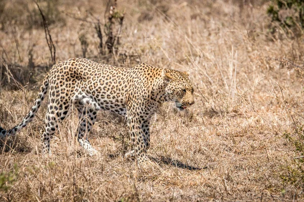 Séta a Leopard-ban a Kruger Nemzeti Park, Dél-afrikai Köztársaság. — Stock Fotó