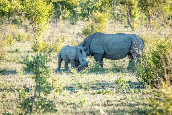 Vinculação de rinoceronte branco no Parque Nacional Kruger, África do Sul . — Fotografia de Stock