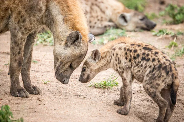 Benekli sırtlan Kruger National Park, Güney Afrika için bağ.