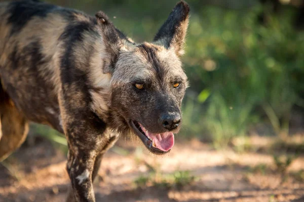 Met in de hoofdrollen Afrikaanse wilde hond in het Kruger National Park, Zuid-Afr — Stockfoto