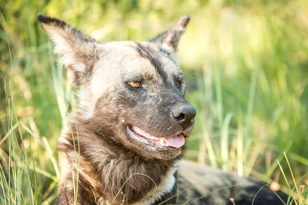 Com cão selvagem africano no Parque Nacional Kruger, South Afr — Fotografia de Stock