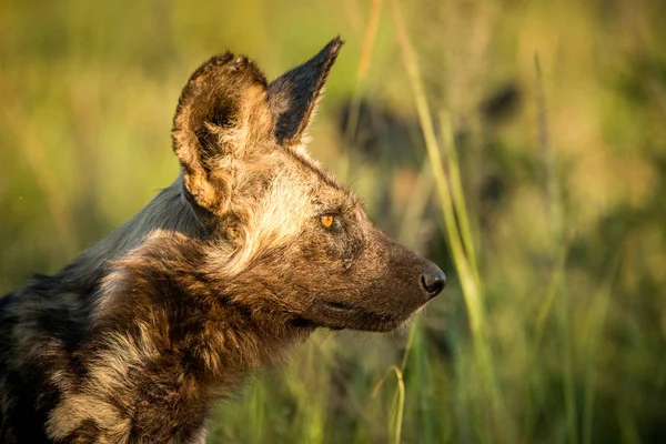 Perro salvaje africano en el Parque Nacional Kruger, Sudáfrica . — Foto de Stock