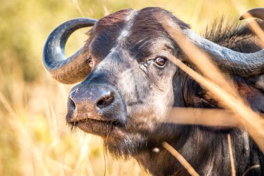 Buffalo Kruger National Park, Güney Afrika için yıldızı.