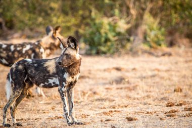 Yan profil bir Afrika vahşi köpek Kruger National Park,