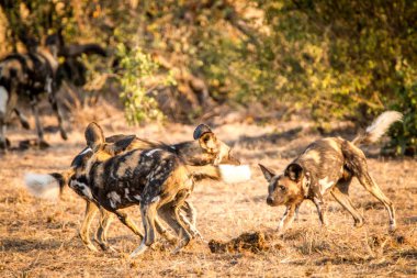 Oynak Afrika Vahşi köpekler Kruger National Park, Güney Afr