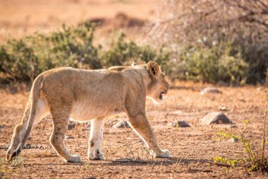 Aslan Kruger National Park, Güney Afrika içinde yürüyüş.
