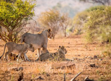 Aslanlar Kruger National Park, Güney Afrika için bağ.